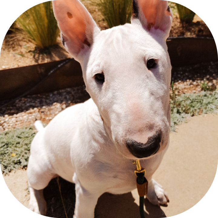 Dog who played Kip; a white bull terrier